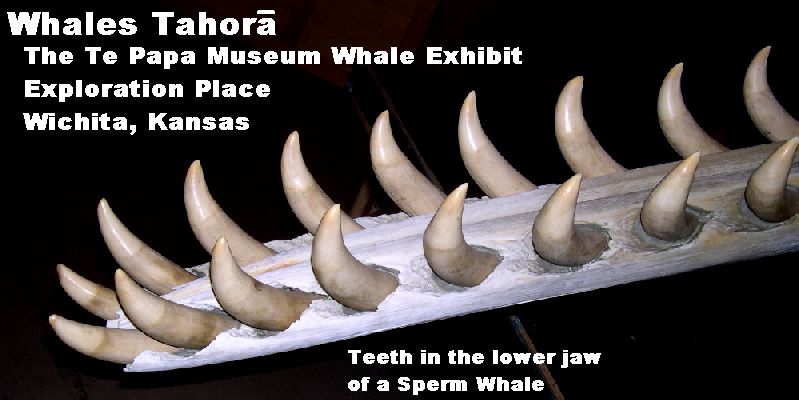 WhalesTahora.jpg (55919 bytes)