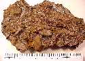 gastr-2y.jpg (4062 bytes)