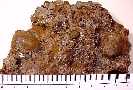 gastr-2z.jpg (3972 bytes)