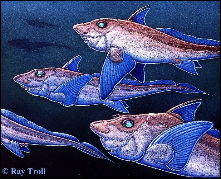 Hydrolagustrolli.jpg (155529 bytes)