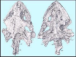 AMNH149A.jpg (19395 bytes)