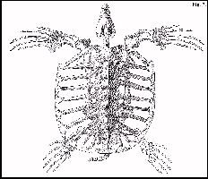 ARCHE01A.jpg (15697 bytes)