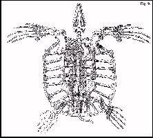 ARCHE03A.jpg (14886 bytes)