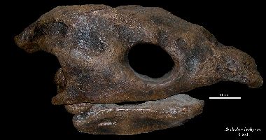 Archelon1a.jpg (18407 bytes)