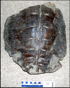KTurtle1a.jpg (31863 bytes)