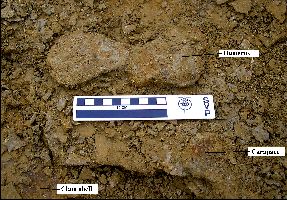 TurtleDig02a.jpg (27129 bytes)