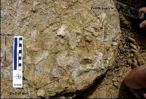 TurtleDig04a.jpg (26233 bytes)