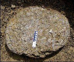 TurtleDig05a.jpg (23769 bytes)