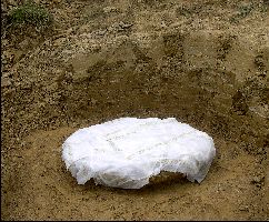 TurtleDig06a.jpg (19712 bytes)