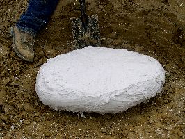 TurtleDig07a.jpg (19832 bytes)