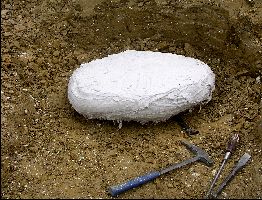TurtleDig08a.jpg (23269 bytes)