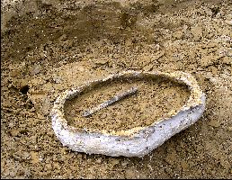 TurtleDig10a.jpg (27579 bytes)