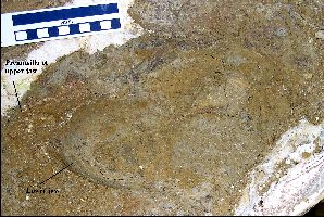 TurtlePrep02a.jpg (26042 bytes)