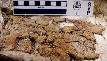 TurtlePrep07a.jpg (29944 bytes)