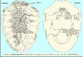 Zangerl-SloanFig13a.jpg (21053 bytes)
