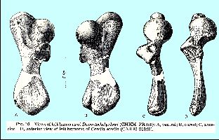 Zangerl-SloanFig16a.jpg (20938 bytes)