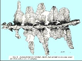 Zangerl-SloanFig6a.jpg (18047 bytes)