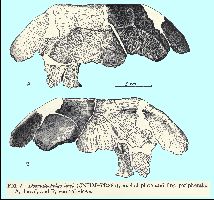 Zangerl-SloanFig7a.jpg (15650 bytes)