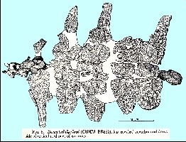 Zangerl-SloanFig8a.jpg (20408 bytes)