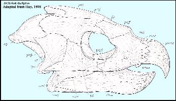 HAYARCHB.jpg (19163 bytes)
