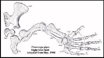 HAYPROTB.jpg (17049 bytes)