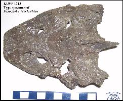 KU1212B.jpg (15710 bytes)