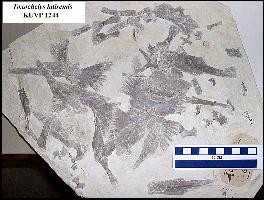 KU1244B.jpg (16549 bytes)