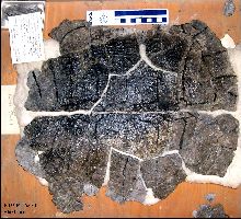 KU16370B.jpg (16166 bytes)
