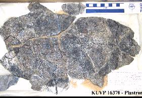 KU16370D.jpg (20190 bytes)