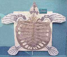 P-STEG2A.jpg (8290 bytes)