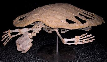 SeaTurtle1a.jpg (20844 bytes)