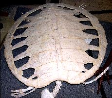 SeaTurtle2a.jpg (17889 bytes)