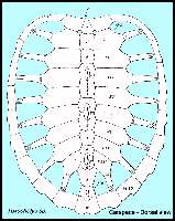 TOXOCH2A.jpg (10049 bytes)