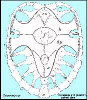 TOXOCH3A.jpg (11616 bytes)