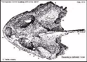 TOXYCHEA.jpg (19551 bytes)