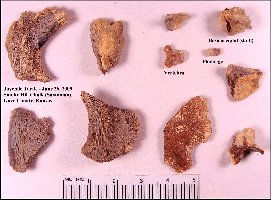 TinyTurtlea.jpg (19177 bytes)