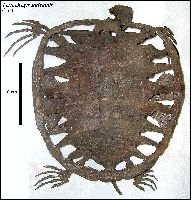 Toxochelys1a.jpg (15554 bytes)