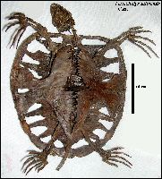 Toxochelys2a.jpg (14599 bytes)