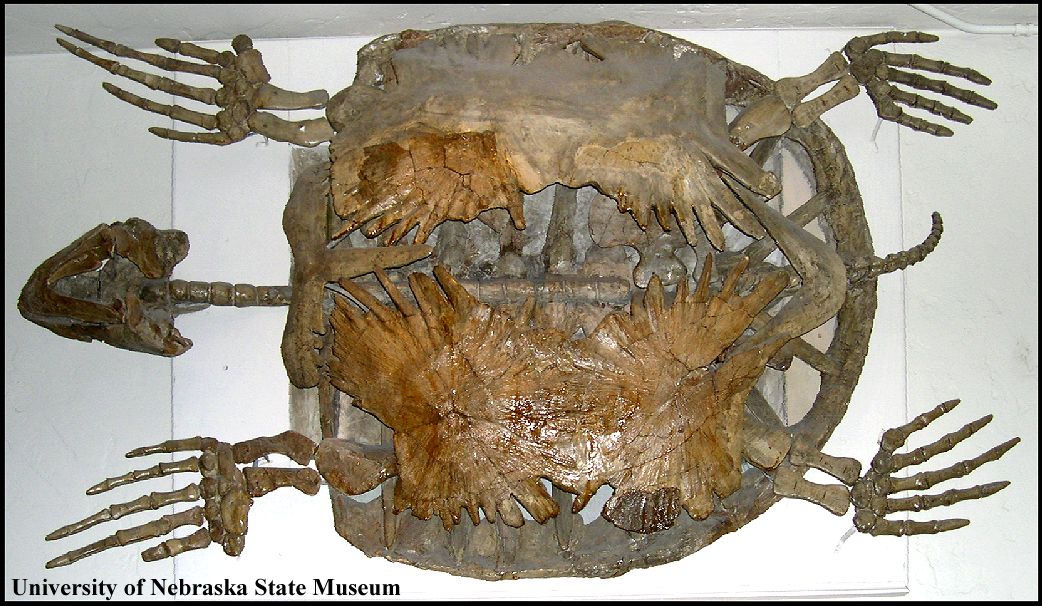 Cretaceous turtle <I>Protostega</I>