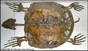 UNSMProto1a.jpg (25894 bytes)