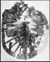 USNMProta.jpg (11938 bytes)