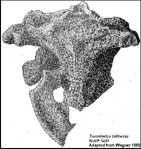 WagnerFig1a.jpg (31918 bytes)