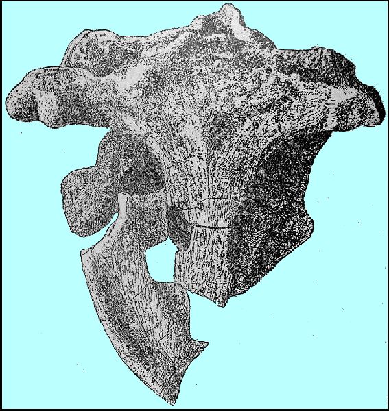 WagnerFig1b.jpg (108505 bytes)