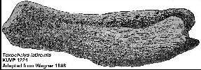 WagnerFig2a.jpg (14783 bytes)