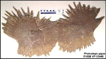 p-gigas3a.jpg (22872 bytes)