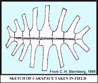 turt-chs.jpg (35221 bytes)
