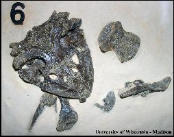 turtle5a.jpg (15661 bytes)