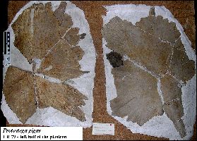 ur79aa.jpg (21486 bytes)
