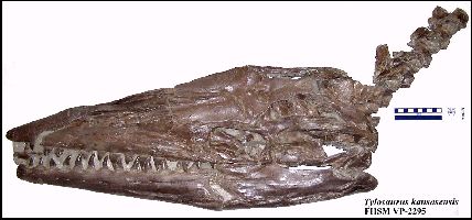 2295NECK2a.jpg (22593 bytes)