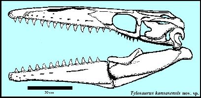 figure1a.jpg (25965 bytes)
